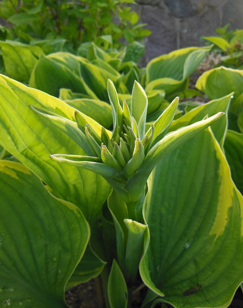 Hosta sieboldiana `Mamma Mia`